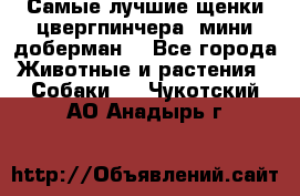 Самые лучшие щенки цвергпинчера (мини доберман) - Все города Животные и растения » Собаки   . Чукотский АО,Анадырь г.